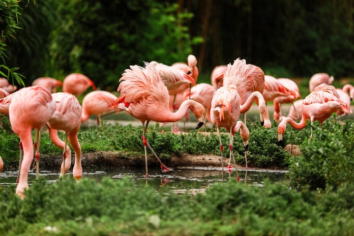 Flamingos_Kowloon-Park